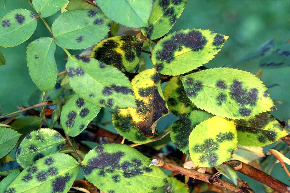 Cây hoa hồng bị đốm đen, vàng lá, mốc xám, thán thư,....