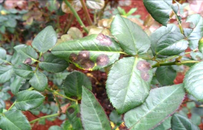 Cây hoa hồng bị đốm đen, vàng lá, mốc xám, thán thư,....