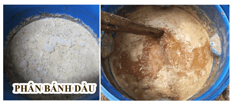 Men vi sinh Proti: Men ủ phân cá, phân bánh dầu 