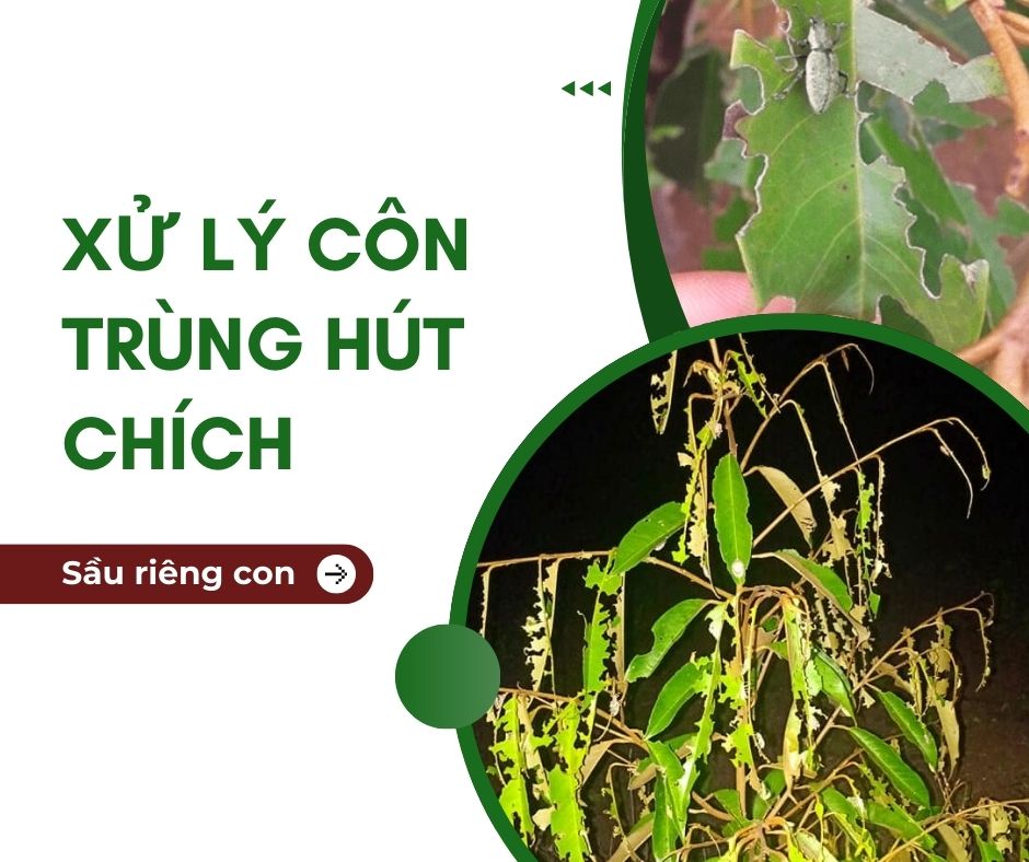 Xử lý côn trùng hút chích trên cây sầu riêng bị nấm bệnh