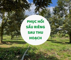 BÍ QUYẾT PHỤC HỒI SẦU RIÊNG SAU THU HOẠCH