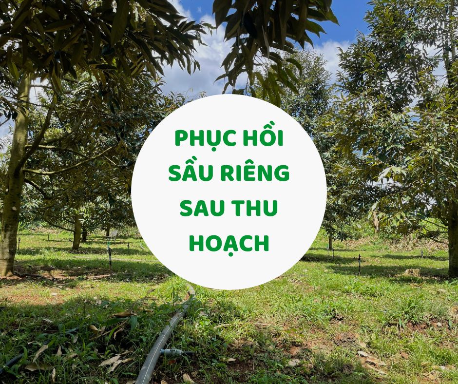 BÍ QUYẾT PHỤC HỒI SẦU RIÊNG SAU THU HOẠCH