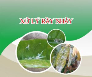 NHẬN BIẾT VÀ XỬ LÝ RẦY NHẢY GÂY HẠI TRÊN CÂY SẦU RIÊNG