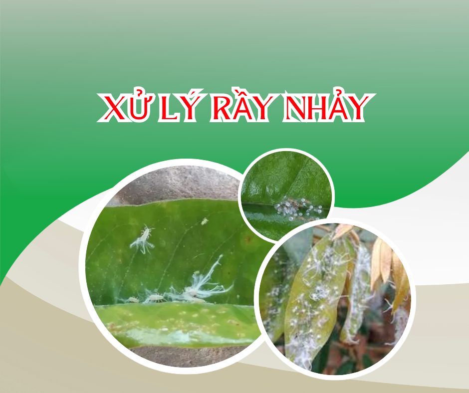 NHẬN BIẾT VÀ XỬ LÝ RẦY NHẢY GÂY HẠI TRÊN CÂY SẦU RIÊNG