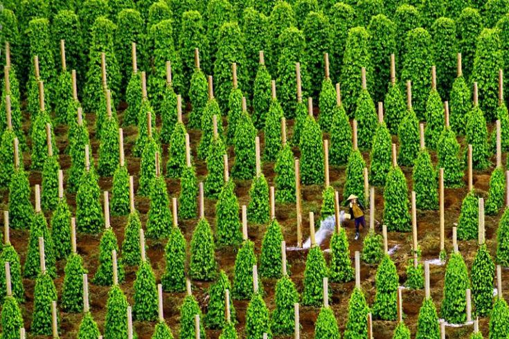 Tác dụng của Trichoderma đối với cây trồng