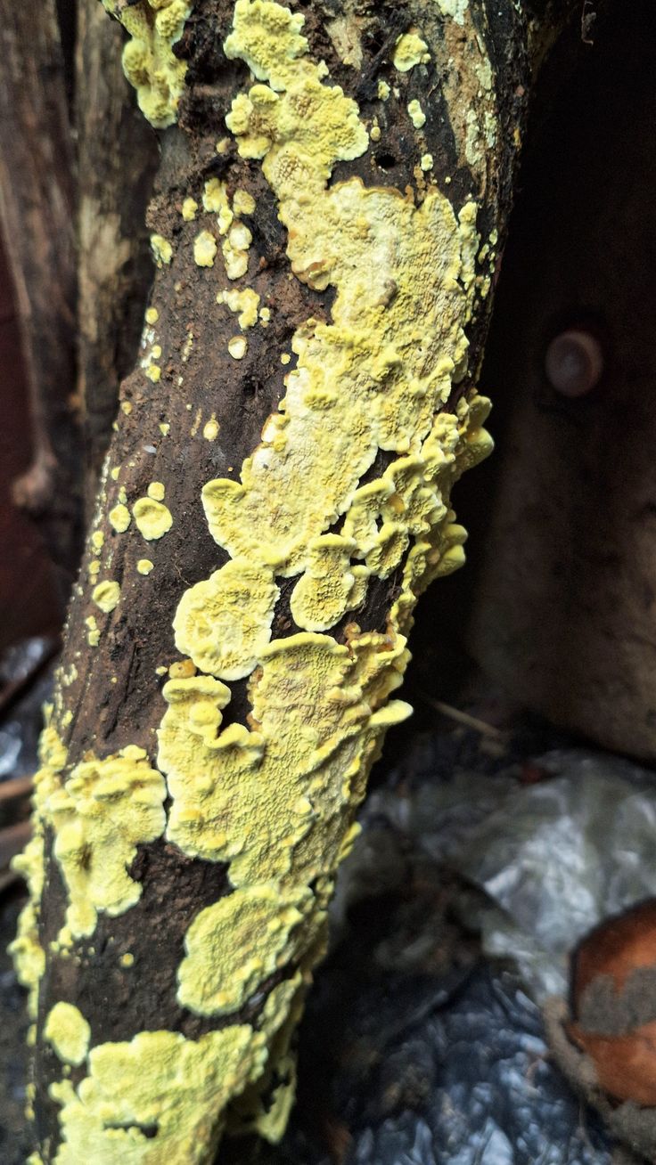 Nấm trichoderma là gì