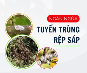 phòng trừ tuyến trùng và rệp sáp