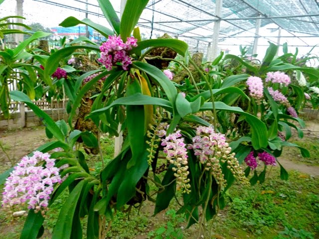 Ứng dụng Trichoderma trong chăm sóc lan