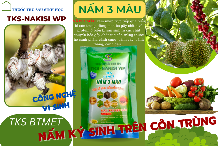 Nấm 3 màu là gì ?