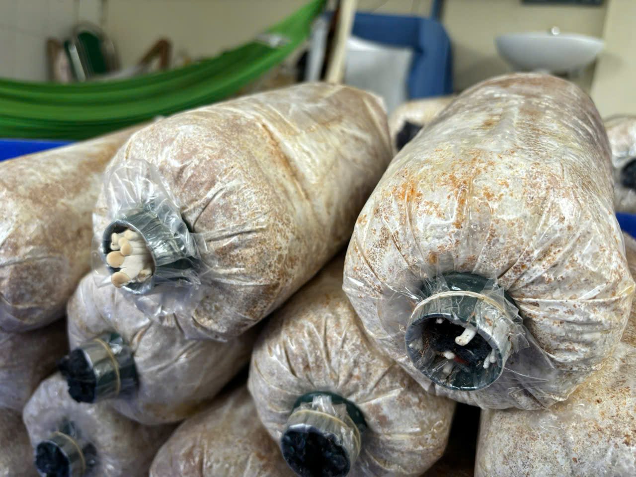 PHÔI NẤM HOÀNG ĐẾ