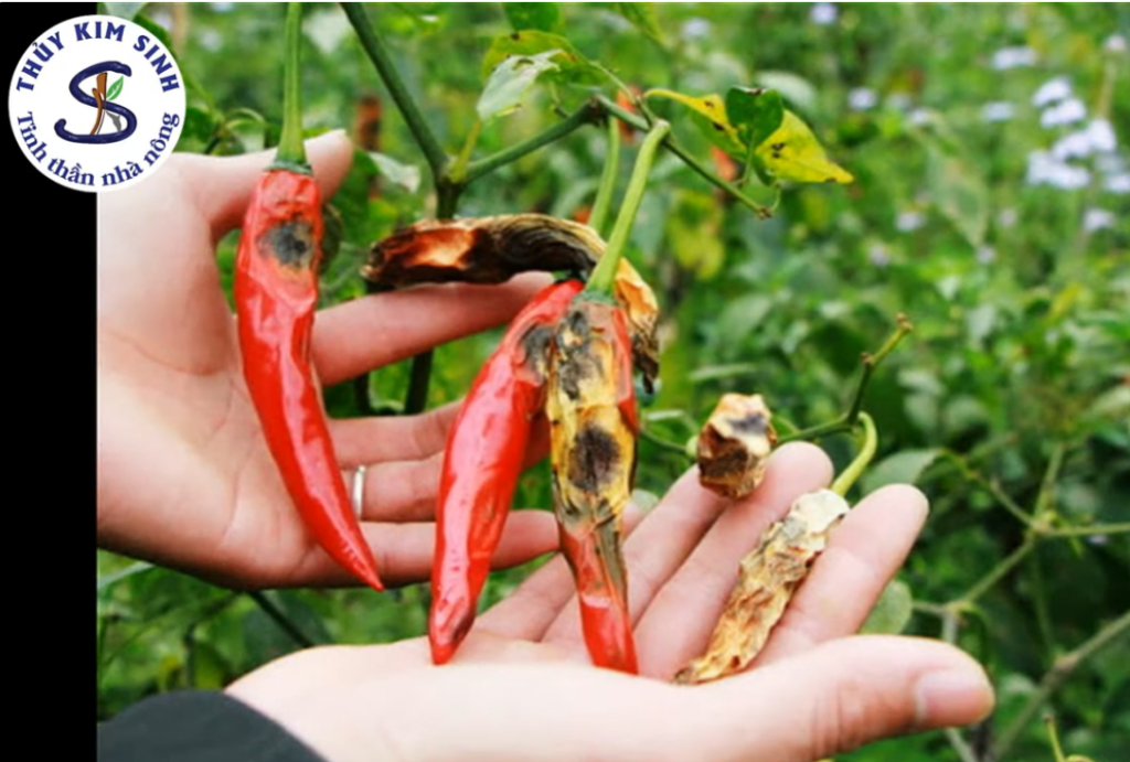 Nhận biết ngăn ngừa bệnh thán thư