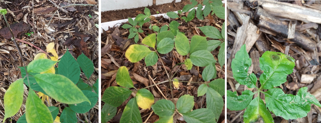 QUY TRÌNH PHÒNG BỆNH CÂY SÂM NGỌC LINH