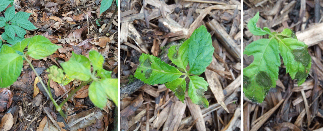 QUY TRÌNH PHÒNG BỆNH CÂY SÂM NGỌC LINH