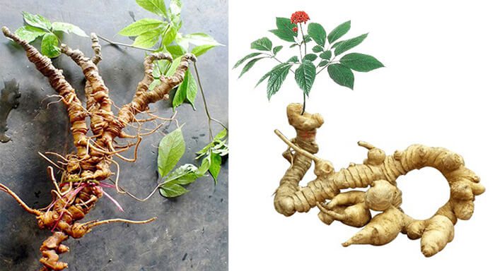 QUY TRÌNH PHÒNG BỆNH CÂY SÂM NGỌC LINH