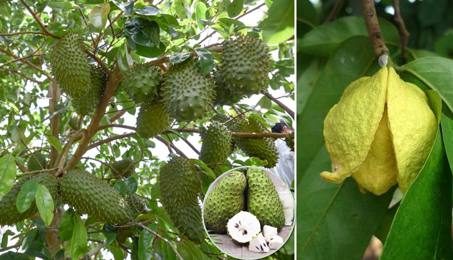 Bệnh thối rễ, lá rụng, chết cành trên cây Mãng cầu xiêm