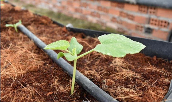 Cách cải tạo đất trồng dưa lưới vàng