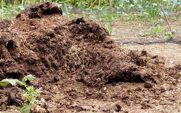 Hướng dẫn cách Ủ vỏ cà phê, trấu, lá cây thành phân hữu cơ vi sinh