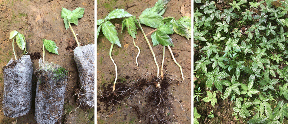 QUY TRÌNH PHÒNG BỆNH CÂY SÂM NGỌC LINH