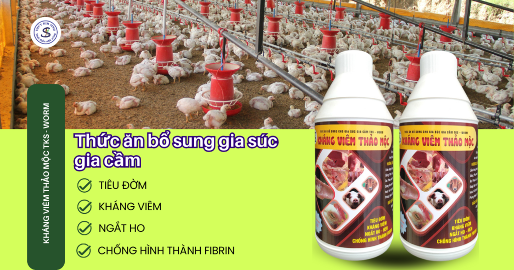 Điều trị ORT, CCRD, Fibrin, E.coli,... ở gà: Kháng Viêm Thảo Mộc