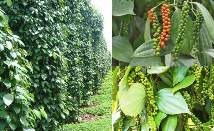 Kỹ Thuật Làm Bông Cho Hồ Tiêu - Hướng Dẫn Đạt Hiệu Quả Cao