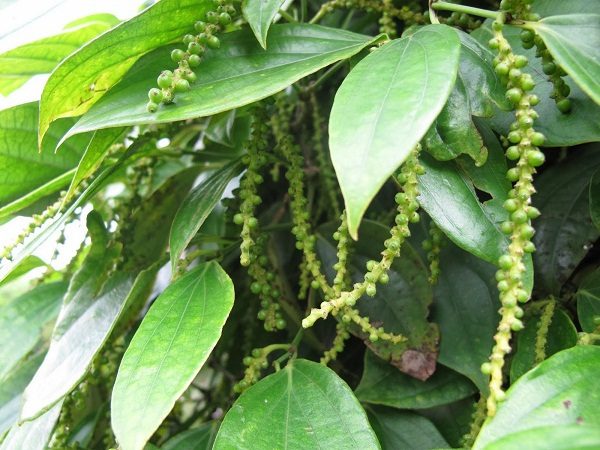 Kỹ Thuật Làm Bông Cho Hồ Tiêu - Hướng Dẫn Đạt Hiệu Quả Cao