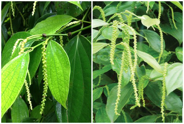 Kỹ Thuật Làm Bông Cho Hồ Tiêu - Hướng Dẫn Đạt Hiệu Quả Cao