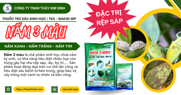 Nấm 3 màu: Xử Lý Rệp Sáp hiệu quả và nhanh chóng không lo gây hại cây trồng - Hình ảnh 2