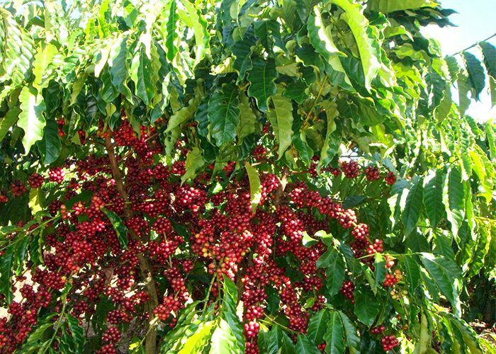 Khám Phá Cà Phê Đặc Sản Brazil: Hương Vị Đỉnh Cao Từ Nam Mỹ 2025