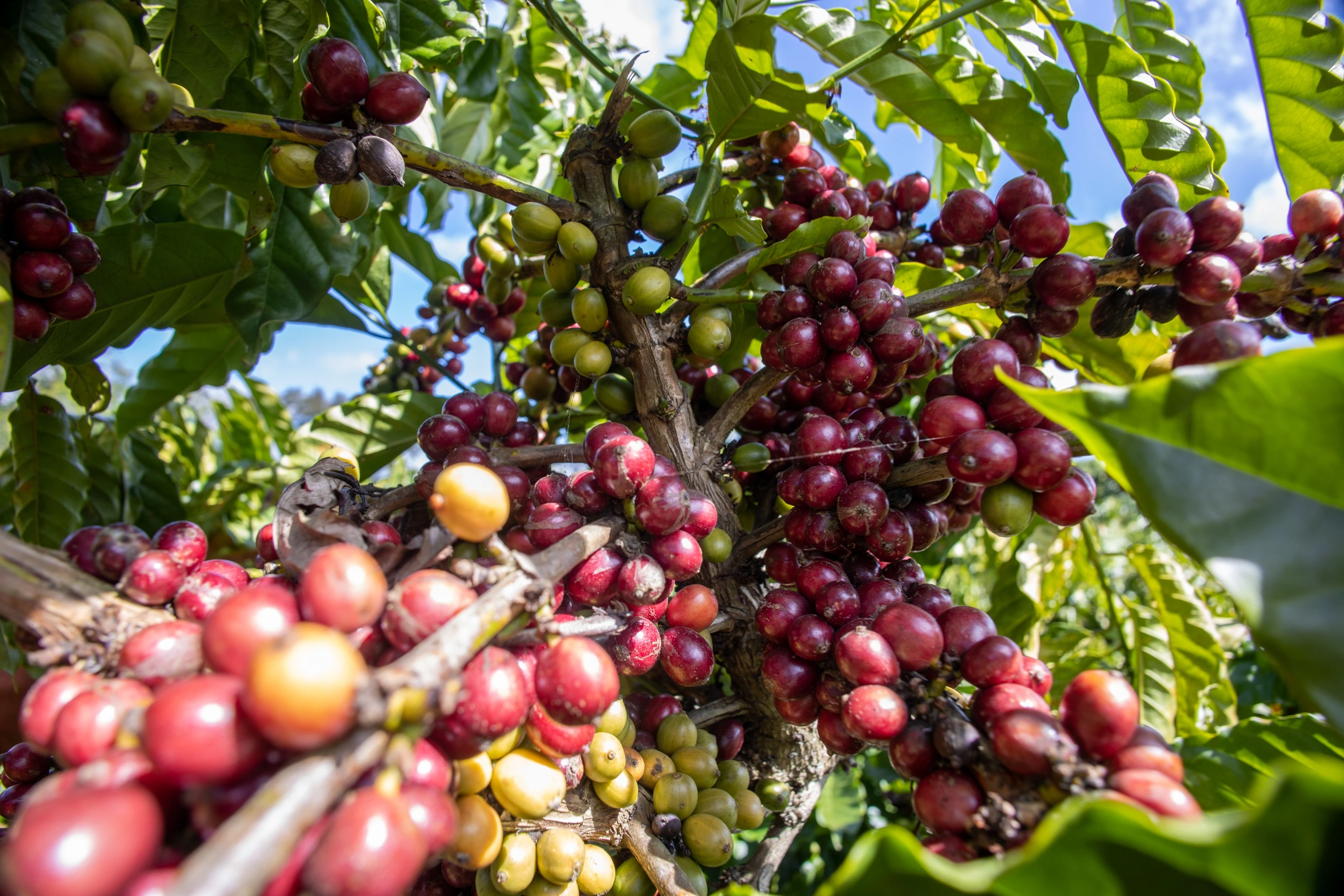 Đắk Lắk Sáp Nhập 2025 : Sau Sáp Nhập Đắk Lắk Có Còn Là Thủ Phủ Cà Phê Việt Nam ?