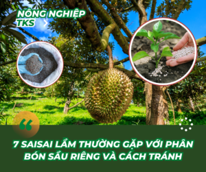 Sai Lầm Thường Gặp Với Phân Bón Sầu Riêng Và Cách Tránh Để Đạt Năng Suất Cao 2025 ?