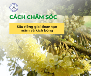 Cách chăm sóc sầu riêng giai đoạn tạo mầm và kích bông : Giúp Ra Hoa Đồng Loạt, Trái Nhiều 2025 ?