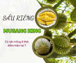 Giá Sầu Riêng Musang King 2025: Nên Trồng Ở Thời Điểm Hiện Tại Hay Không?