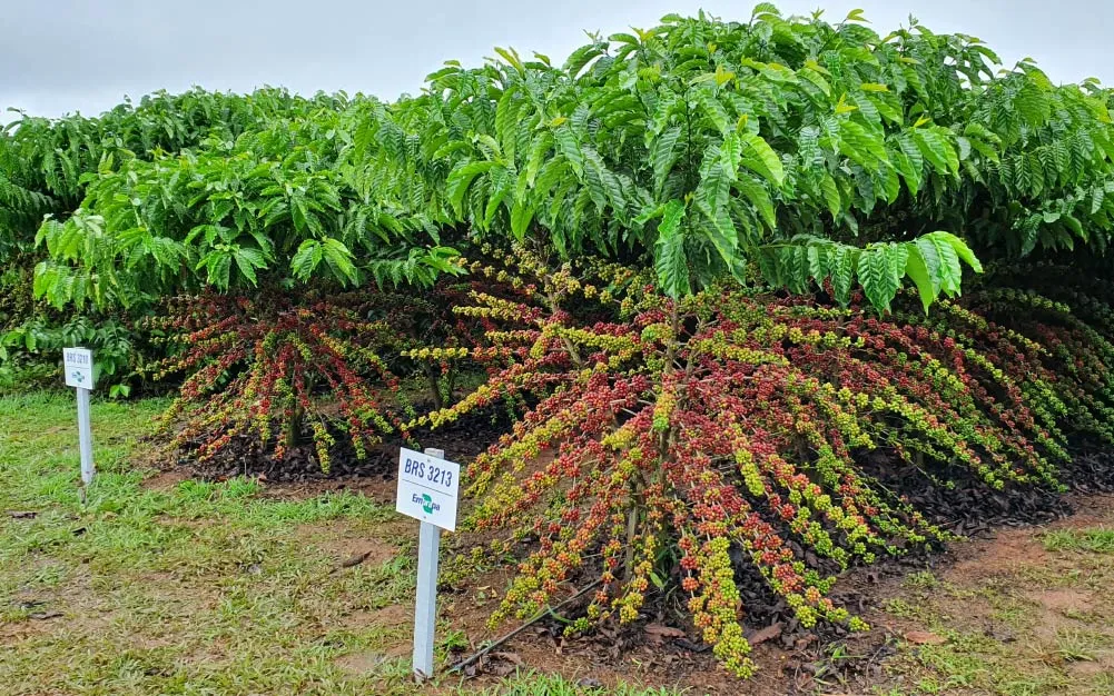 Giá Cà Phê Thế Giới Hôm Nay