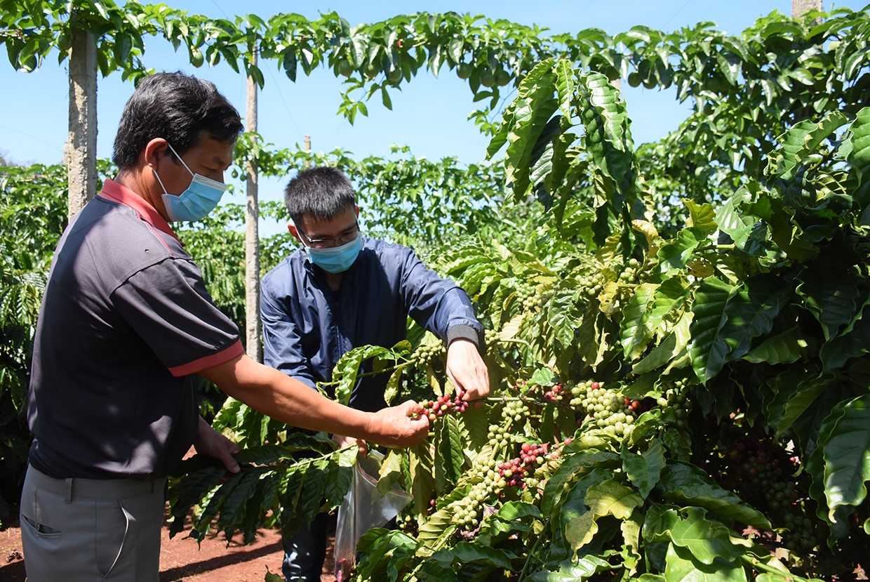 Đắk Lắk Sáp Nhập 2025 : Sau Sáp Nhập Đắk Lắk Có Còn Là Thủ Phủ Cà Phê Việt Nam ?