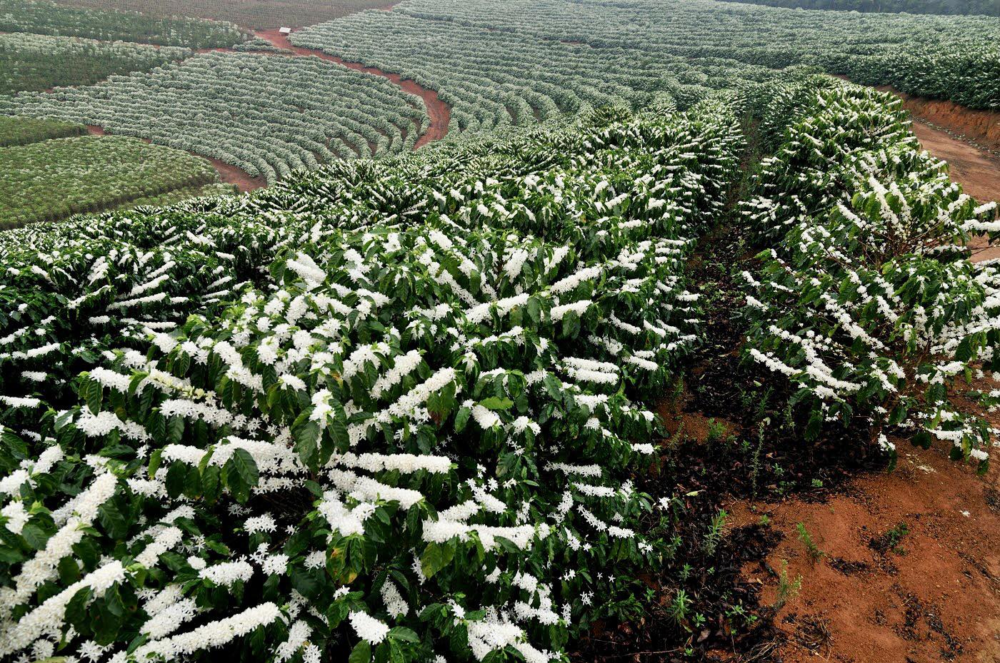 Đắk Lắk Sáp Nhập 2025 : Sau Sáp Nhập Đắk Lắk Có Còn Là Thủ Phủ Cà Phê Việt Nam ?