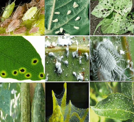 Phòng Trừ Sâu Bệnh Cây Cà Phê Mùa Mưa: Giải Pháp Hiệu Quả Nhất 2025