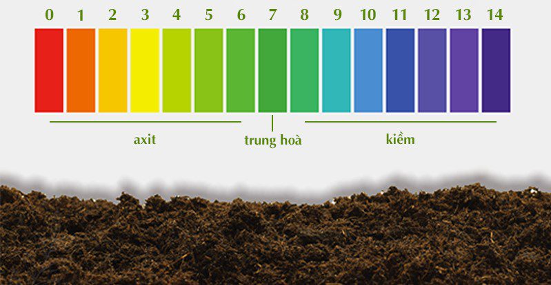 Sai Lầm Thường Gặp Với Phân Bón Sầu Riêng Và Cách Tránh Để Đạt Năng Suất Cao 2025 ?