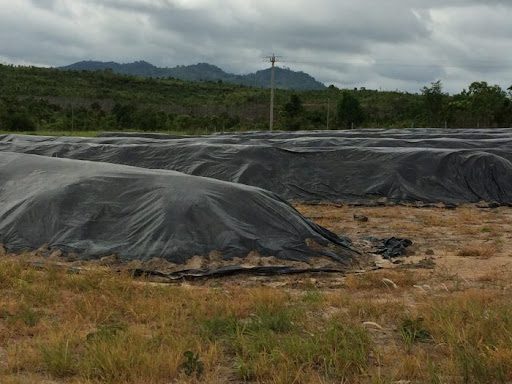 Bón Phân Cà Phê Mùa Mưa: Bí Quyết Tăng Năng Suất Năm 2025