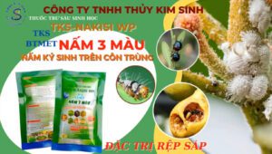 Nấm 3 màu trị rệp sáp