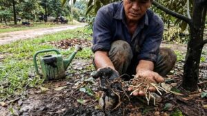 Tưới Humic cho cây