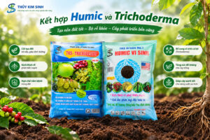 Humic và Trichoderma: Khi nào nên kết hợp, khi nào dùng riêng?